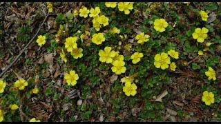 A0224 #제주양지꽃 [학명] #Potentilla stolonifera var. quelpaertensis [영어명] Jeju cinquefoil [약효] #구내염, 구충 복통