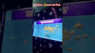 ||YELLOW PARROTS ||#shorts #youtubeshorts #trending #viral #viralvideo #shortsviral #fish #love