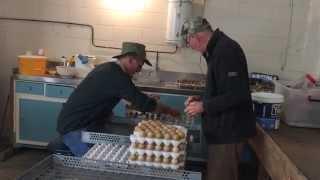 Pheasant breeding on Craigmore Station