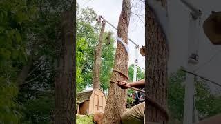 Branch Cutting Formula #reels #ytshorts #Cutting #tree