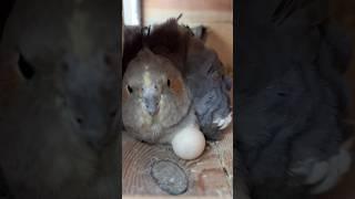 Kivi Ne Eggs De Diye - Cockatiel Eggs in Master Cage #cockatiel #nest