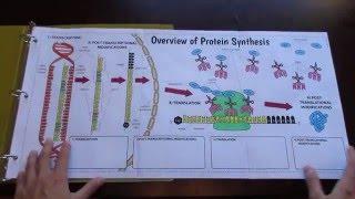 Big Protein Synthesis Foldable by Tangstar Science