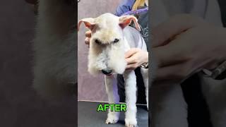 Fox Terrier – Before & After #grooming #dog #shorts