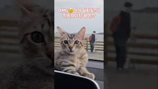 개냥이 김벤지(Benji Kim) - 첫 가족여행 on Thanksgiving day 2024 #cat #kitten #고양이 #가족여행 #낚시여행 #galvestontexas