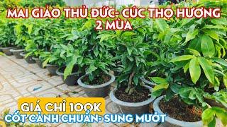 12/04. Mai Giảo Thủ Đức, Cúc Thọ Hương 2 Mùa, Cây Chuẩn Giá Rẻ. Trang 0359910781