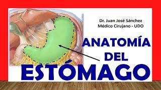  Anatomy of the STOMACH. Easy, Quick and Simple