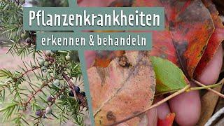 Birnengitterrost, Blattläuse & Co.: Pflanzenkrankheiten im Mai | MDR Garten