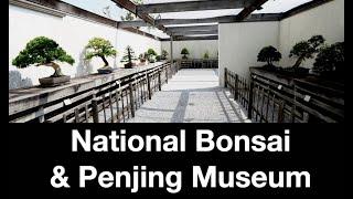 National Bonsai & Penjing Museum:  Dave's Bonsai E444