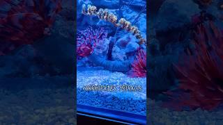 Coral aquarium perfect composition cirrhipates coral aquarium coralli acquario marino #reeftank