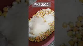 매실청 담궜어요. 2년뒤에 만나요