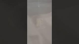 How to unclog a sink from the top #viral #handyman #diy #drain