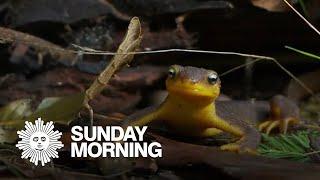 Nature: Newts