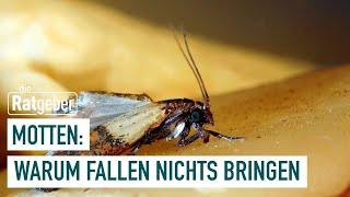 Lebensmittelmotten: So wirst du sie endlich los | Die Ratgeber