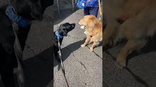 お兄ちゃんゴールデンに相手にされず周りをら走り回るベル