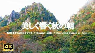 美しく響く秋の朝：鳥のさえずり、川のせせらぎ / リラクゼーション、活力向上【自然音,ASMR,立体音響,4K,relaxing  nature sounds】