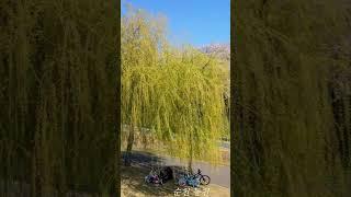 순천 동천 벚꽃 0406쇼츠