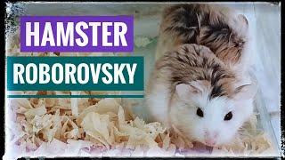 CIRI - CIRI || HAMSTER ROBOROVSKY || PALING CANTIK WARNA KOMBINASI 