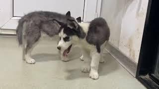 Blind Husky Puppy Brothers Have Never Seen Each Other