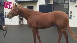 Australia, stallion standing at Coolmore Stud - Irish Stallion Trail 2015