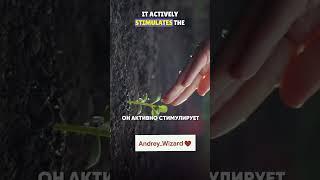 работа в огороде вот почему она так полезна #мудрость #andreywizard #рек #природа #огород #сад #топ