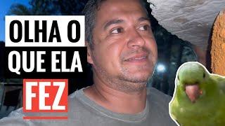 OLHA O QUE A MARITACA APRONTOU no SÍTIO.