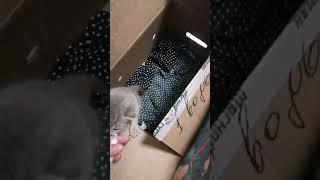 как кормить котенка со шприца