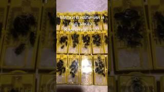Плодные матки 2023   Заказ 89151476296 #пчеловодство #beekeeper #beekeeping #матководство #карпатка