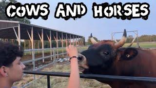 Longhorns and RESCUE Horses and LEX!