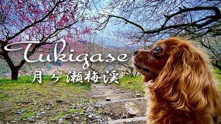 奈良散策　月ヶ瀬梅林  ワンコと行く梅渓散歩　Dog walking trip　Tsukigase Umebayashi nara-japan