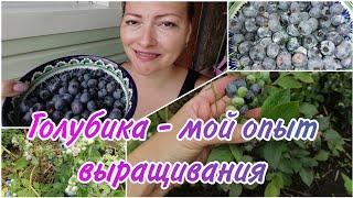 ГОЛУБИКА | ПОСАДКА И УХОД ДЛЯ БОГАТОГО И ВКУСНОГО УРОЖАЯ | МОЙ ОПЫТ