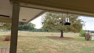 Hummingbird Swarm