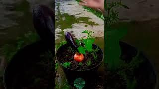 How to Graft an Apple and Eggplant Hybrid Tree | My Garden