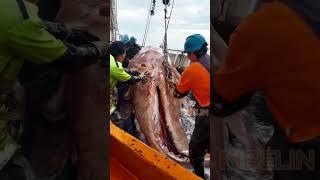 Giant Squid Caught by Fishermen!  #deepseafishing #giantseacreature #fishingexploration