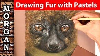 Drawing fur with pastel pencils - wildlife art Jason Morgan
