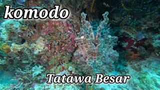 Diving Tatawa Besar – Stunning Coral Reefs & Marine Life in Komodo!