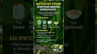  БЫСТРЫЙ РОСТ ОГУРЦОВ! ПРОВЕРЕННАЯ ПОДКОРМКА