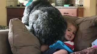 Dog sat on child. | LadDog