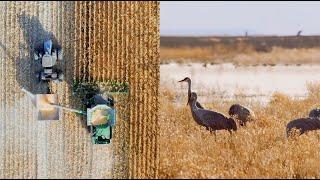 Farming for Bird Habitat in California's Delta