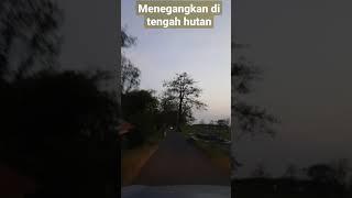 menegangkan!!! sepi di tengah hutan