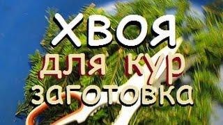 Хвоя и заготовка хвои для кур несушек от заболеваний