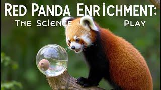 Red Panda Enrichment: The Science of Play