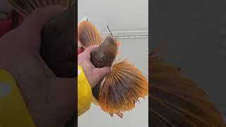 поймал хрюкающую рыбу