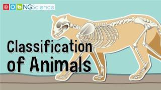 Classification of Animals