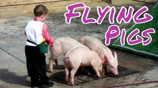 Proof....Pigs Can Fly!!  Pigs flying at Racing Pig Display, Royal Adelaide Show, South Australia