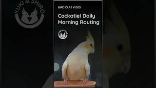 Shiro’s Cockatiel Morning Routine ️ | Playful Start to the Day! #birds #birdwatchingadventures