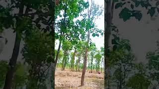 saadgi #bollywood #song #youtube #nature #reels #naturelovers #naturephotography #love