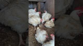 Élevage de poulet  de chair #elevage#pouletdechair#