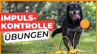 Hund Impulskontrolle trainieren I  ÜBE DAS jeden Tag