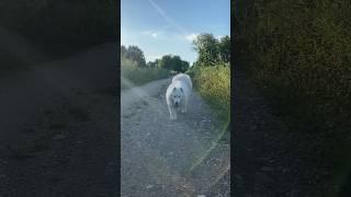 Самоед на природе #самоед #dog #собака #samoyed #animals #love #pets #russia  #nature