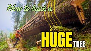 155. Falling & Bucking High Grade Cedar | WestCoast Timber